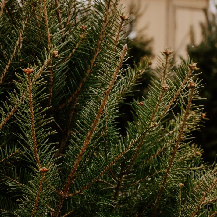 Fresh Cut Christmas Tree, Fraser Fir