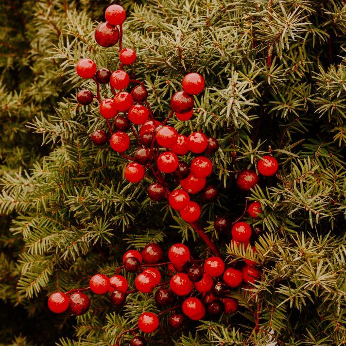 Outdoor Berry Spray, Glossy Red Mix