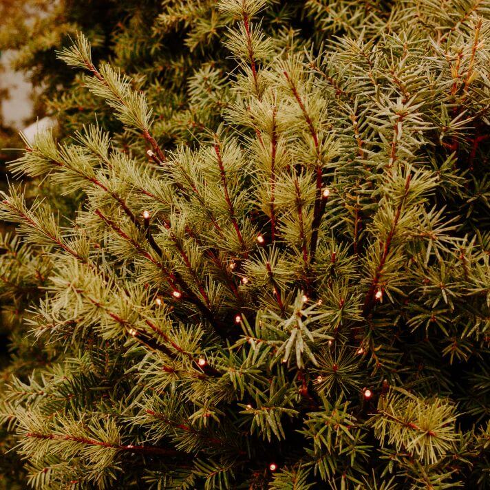 Pine Twig Lights