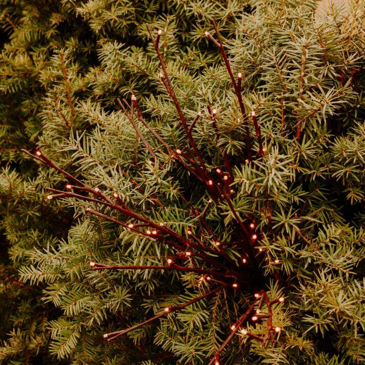 Willow Twig Lights