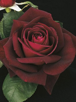Hybrid Tea Rose, Ink Spots