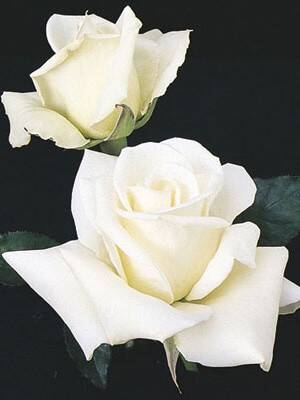 Hybrid Tea Rose, John F. Kennedy