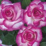 Grandiflora Rose, Miss Congeniality