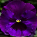 Pansy, Delta Premium Neon Violet