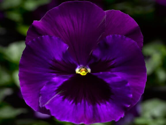 Pansy, Delta Premium Neon Violet