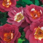 Miniature Rose, Hot & Sassy