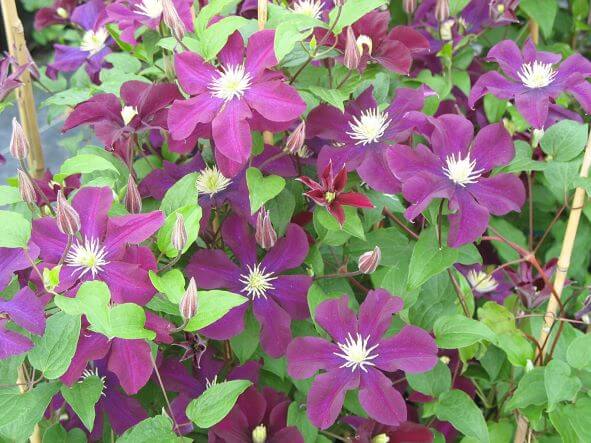 Clematis, Asao