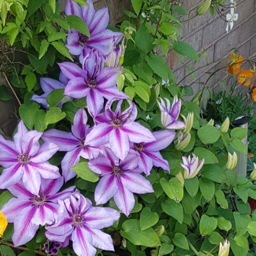 Clematis, Candy Stripe