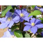 Clematis, Zara