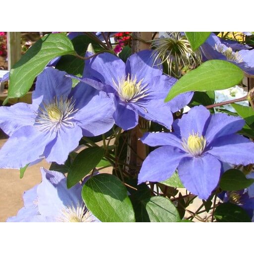 Clematis, Zara