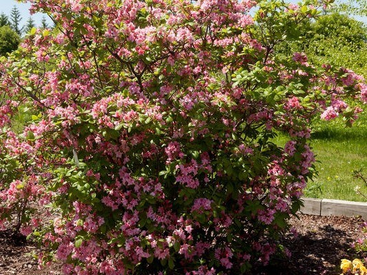 Rhododendron, Electric Lights