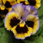 Pansy, Frizzle Sizzle Yellow/Blue Swirl