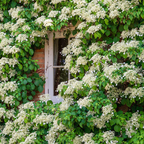 Hydrangea, Climbing