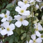 Clematis, Montana Grandiflora