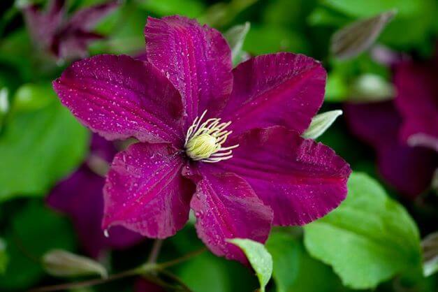 Clematis, Polish Spirit