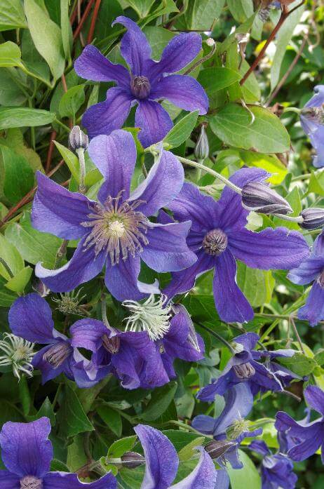 Clematis, Sapphire Indigo