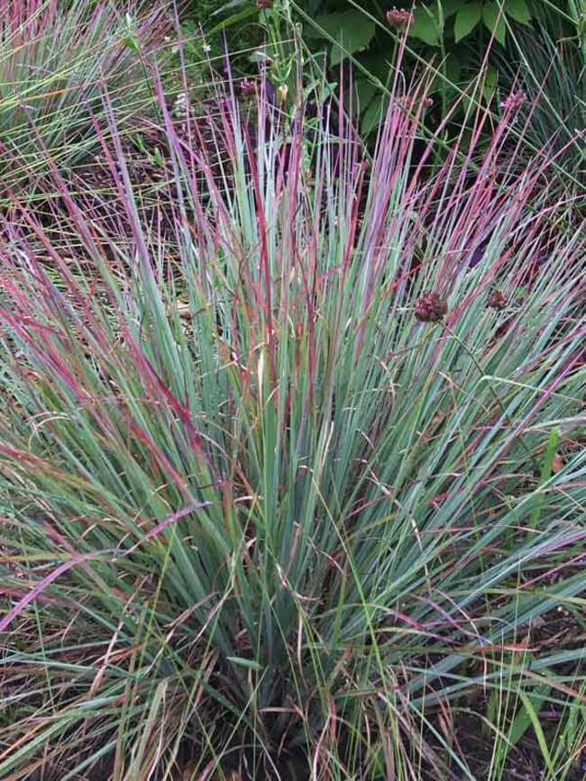 Grass, Little Bluestem Standing Ovation
