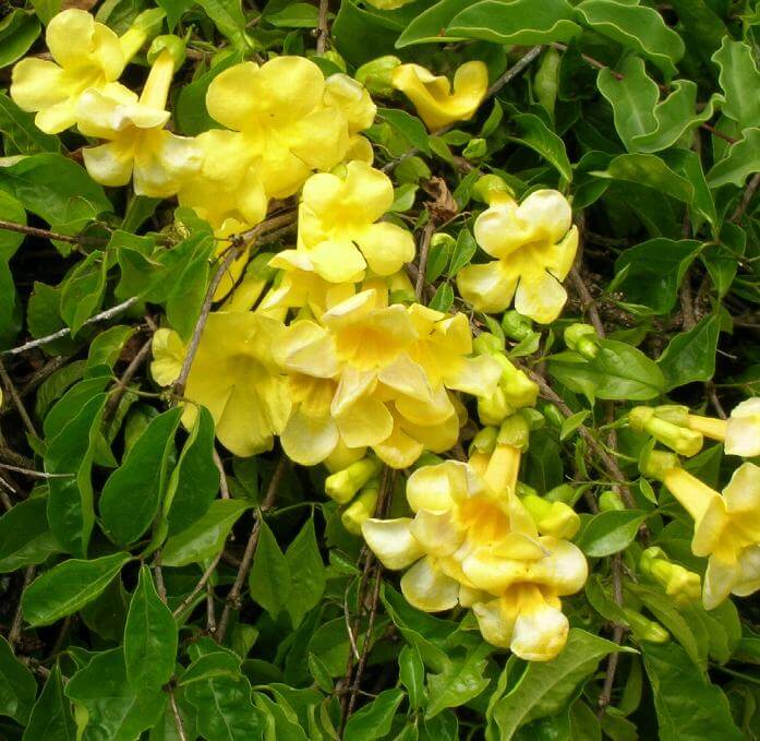 Trumpet Vine, Yellow