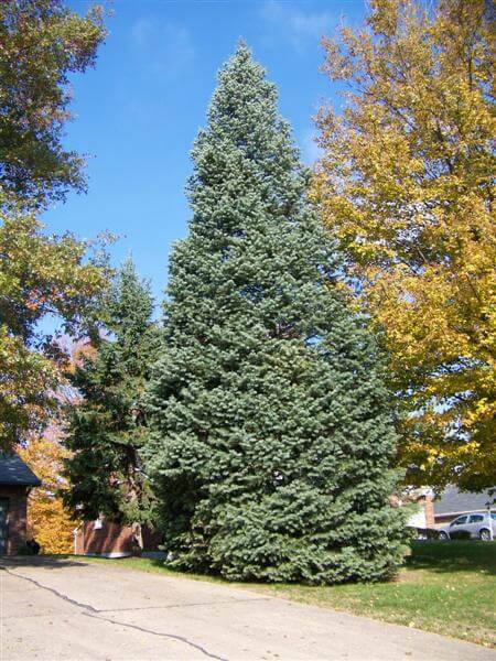 Fir, White
