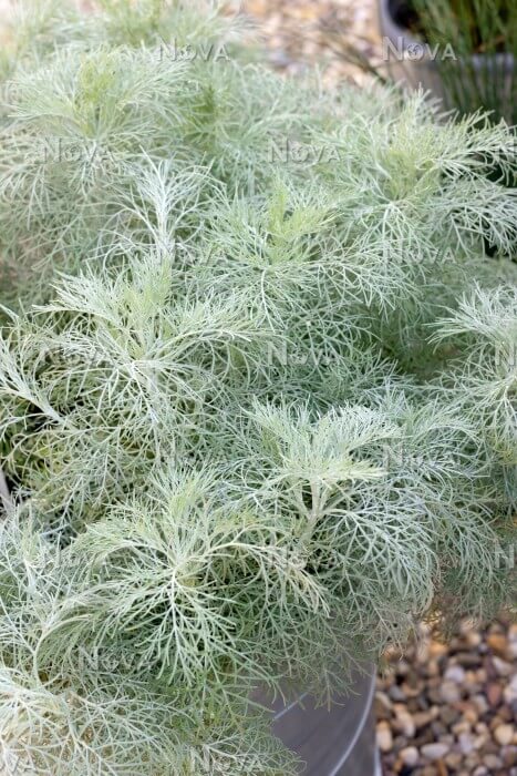 Artemisia, Makana Silver