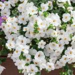 Bacopa, Scopia Gulliver White