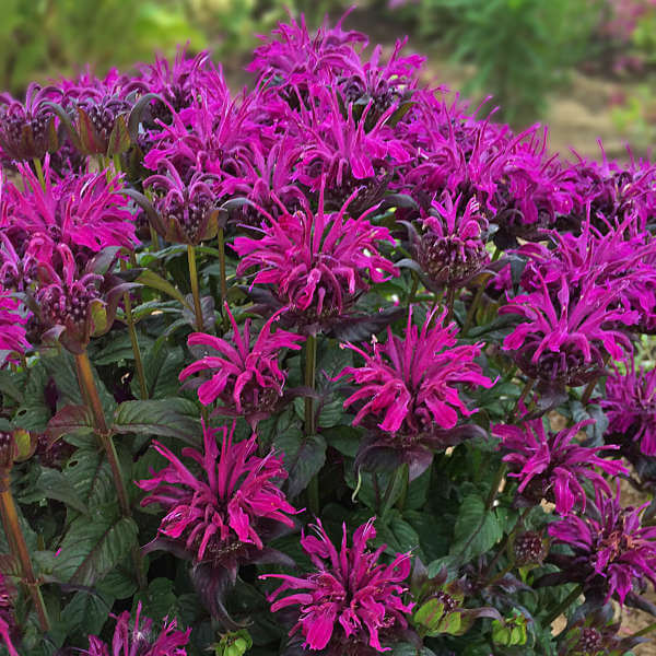 Beebalm, Rockin’ Raspberry