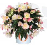 Begonia, I'Conia Lemonberry