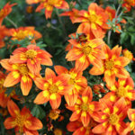 Bidens, Bidy Bop Blaze