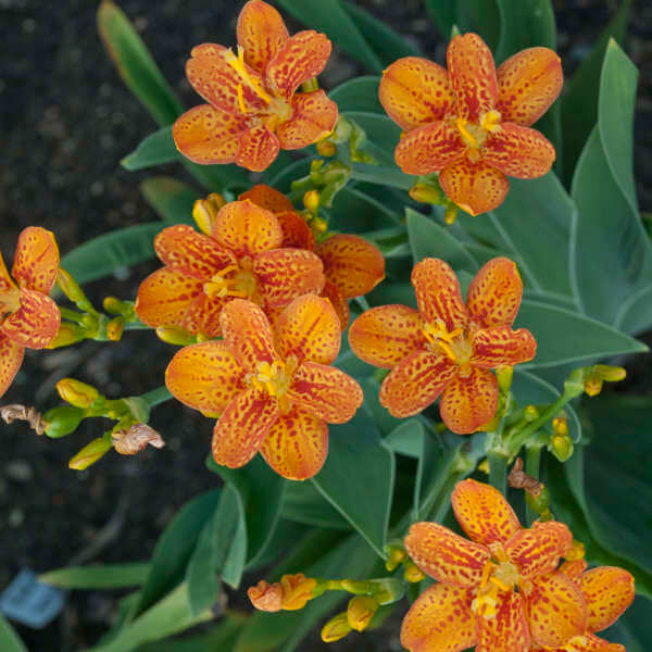 Blackberry Lily, Freckle Face