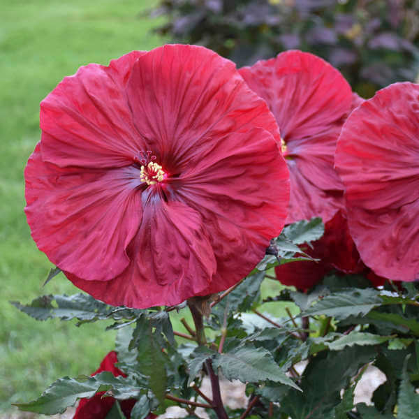 Hibiscus, Blackberry Merlot