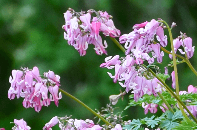 Bleeding Heart, Pink Diamonds