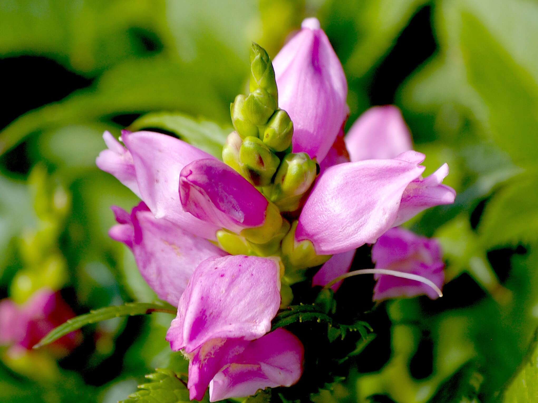 Turtlehead, Hot Lips