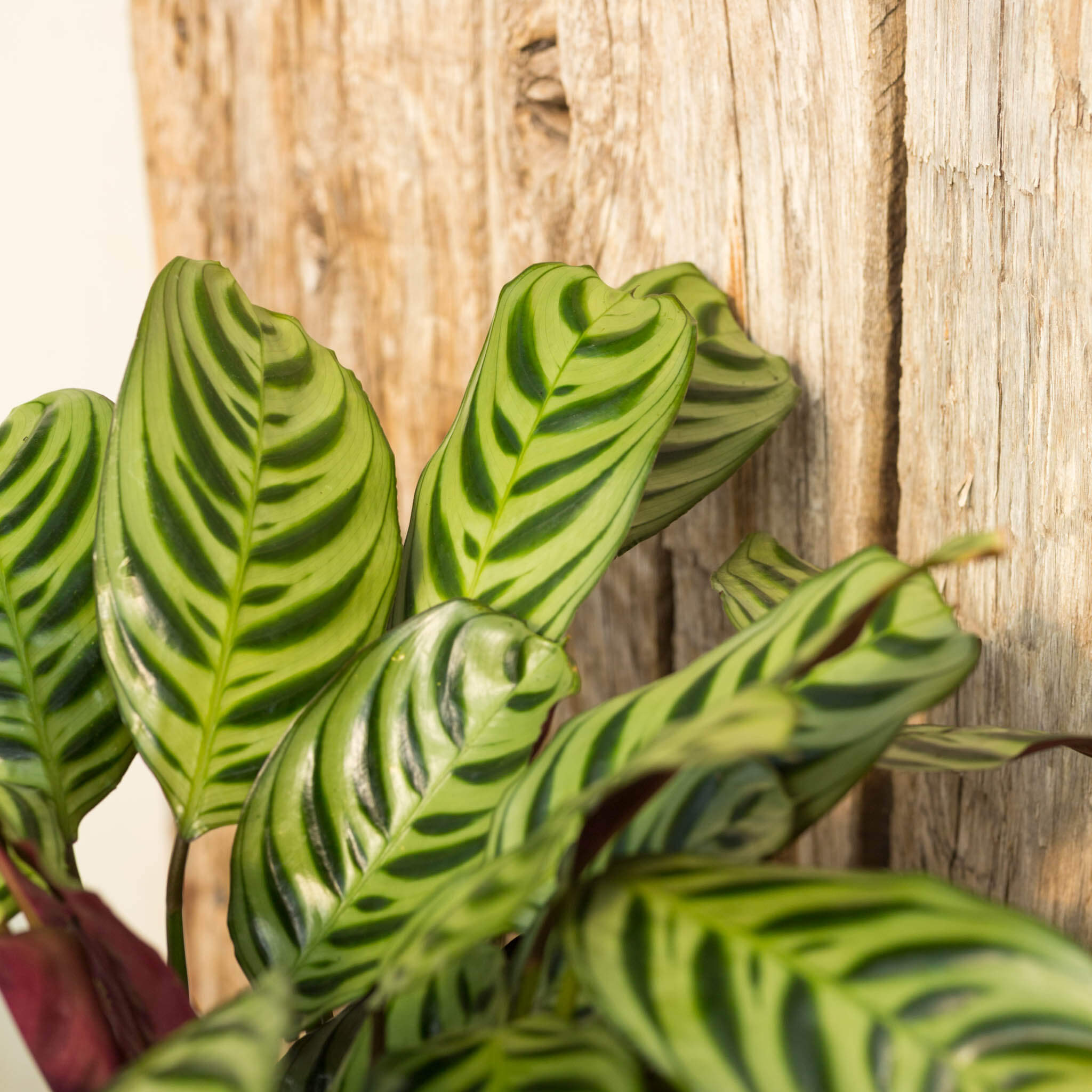 Calathea, Burle Marx