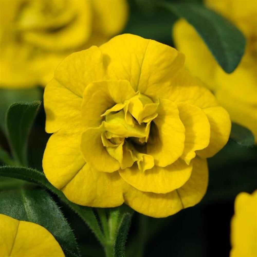 Calibrachoa, Minifamous Neo Double Yellow