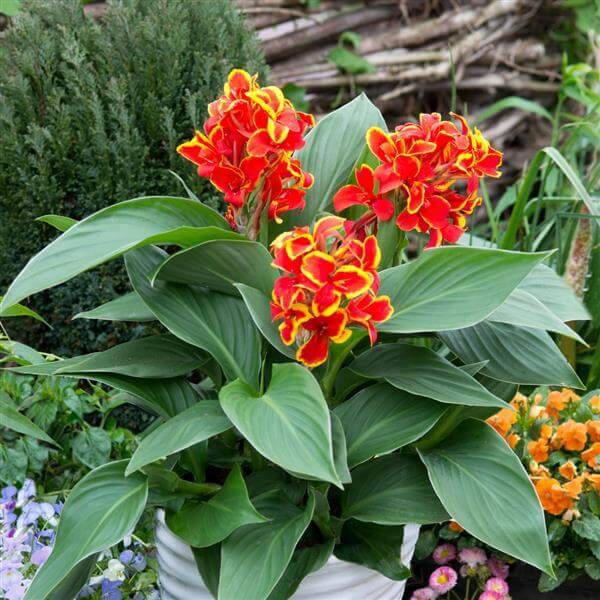 Canna, Compact Cannova Red Gold Flame
