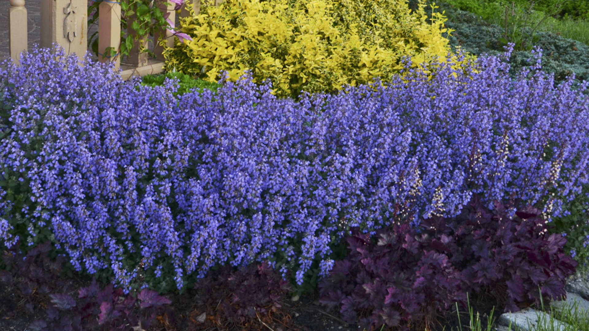 Catmint, Cat’s Meow