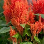 Celosia, First Flame Orange