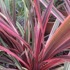 Cordyline, Can Can
