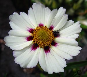 Coreopsis, Big Bang Star Cluster