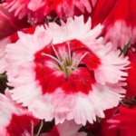 Dianthus, Venti Parfait Strawberry Shades