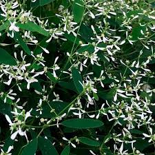Euphorbia, Euphoric White