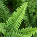 Fern, Macho