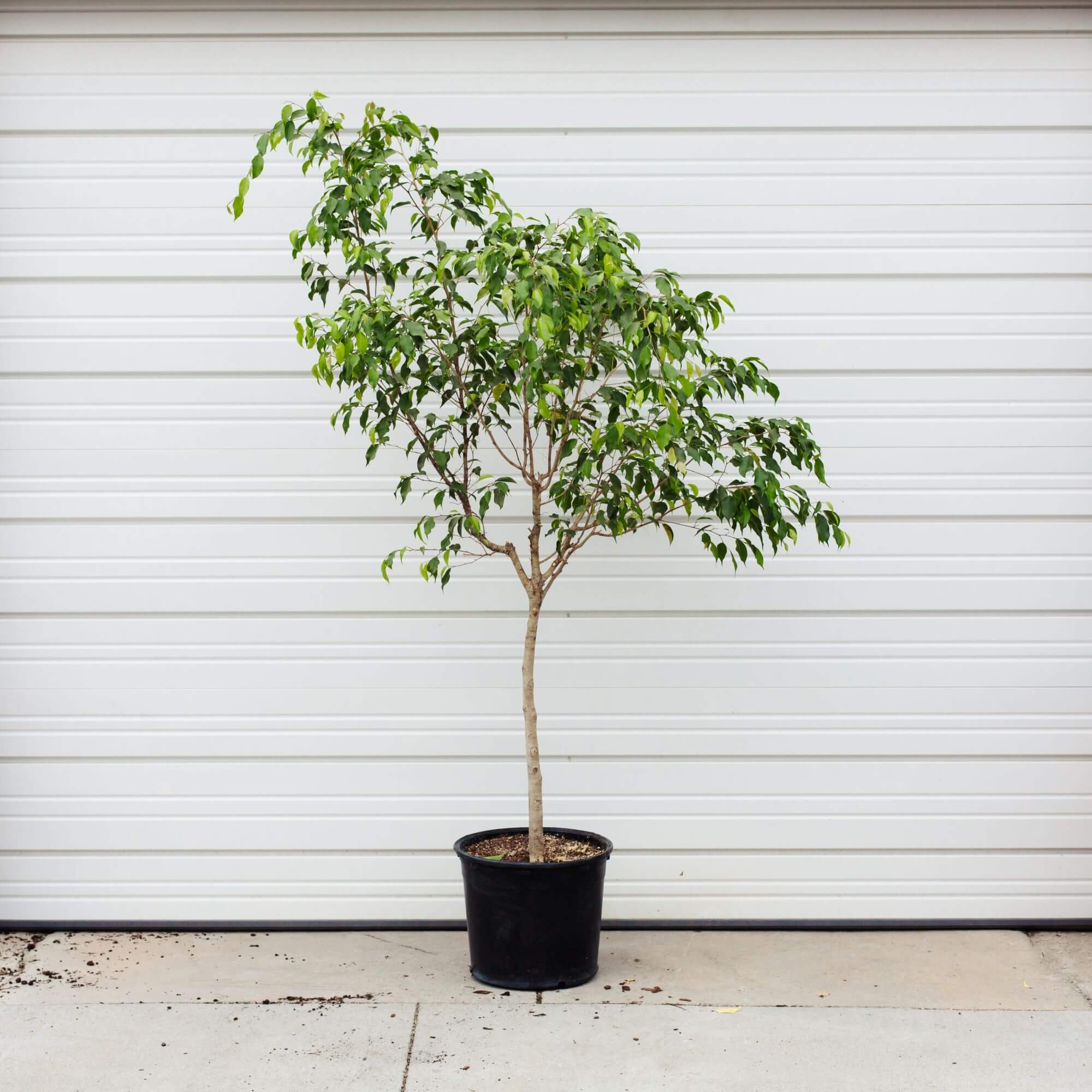 Weeping Fig, Standard