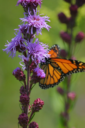 Gayfeather, Rocky Mountain Blazing Star