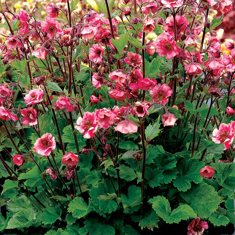 Geum, Tempo Rose