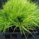 Grass, Dwarf Sweet Flag