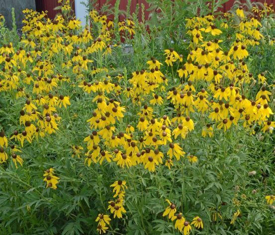 Coneflower, Gray-headed