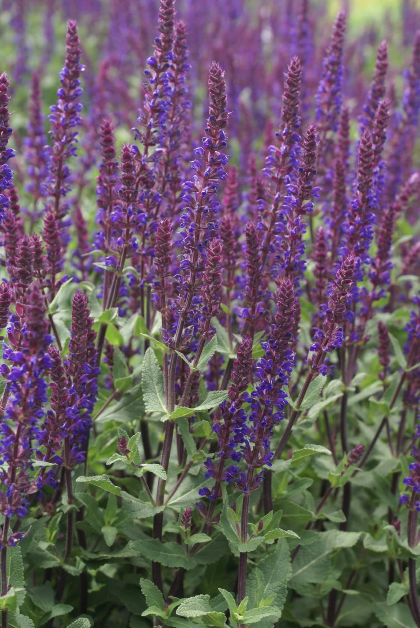 Salvia, Caradonna