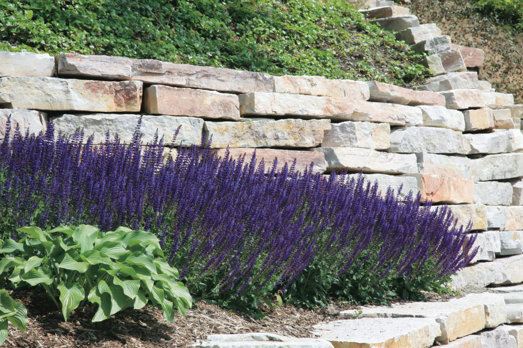 Salvia, May Night