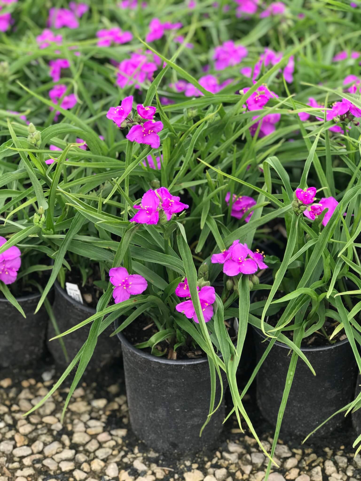 Spiderwort, Concord Grape